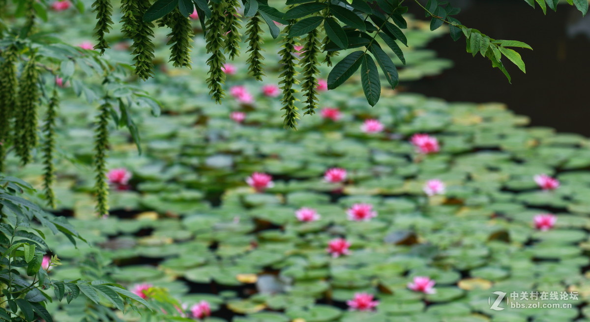 水莲一组dpp稍作调整