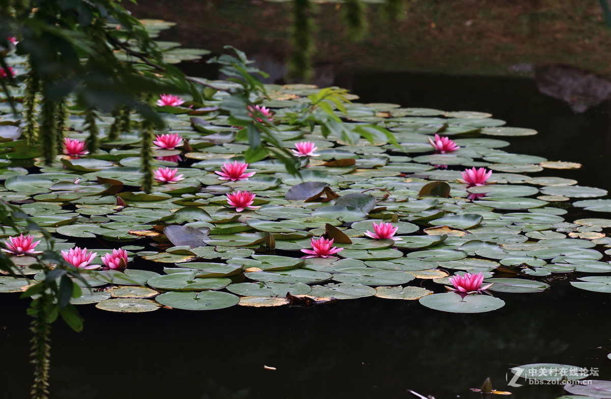 水莲一组dpp稍作调整