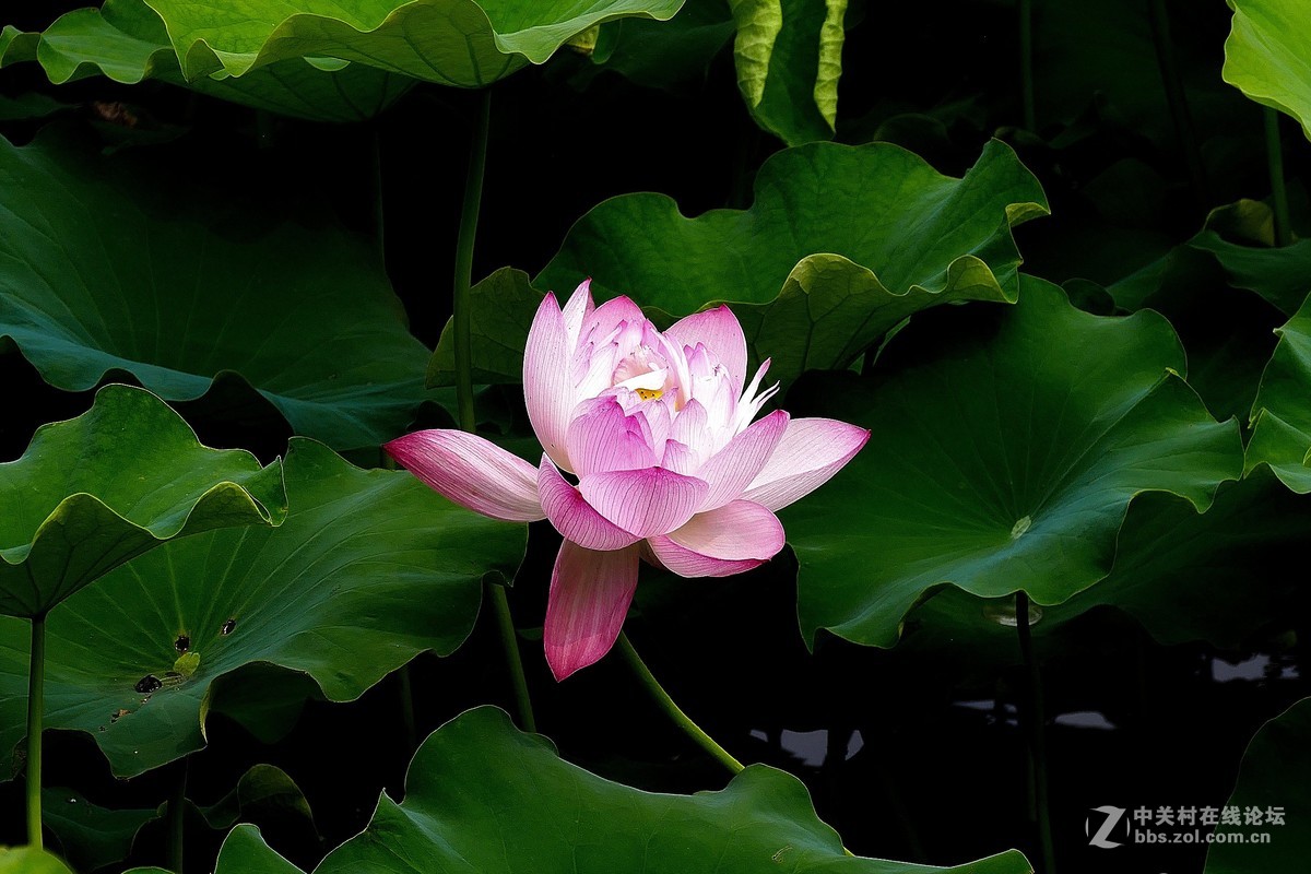 荷 池 嫣 红
