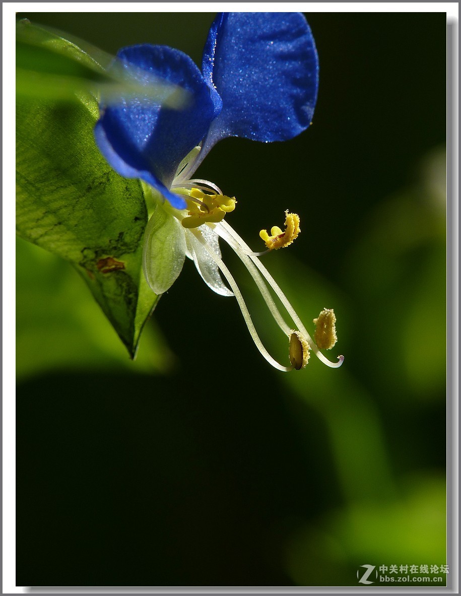 鸭跖草【微距】