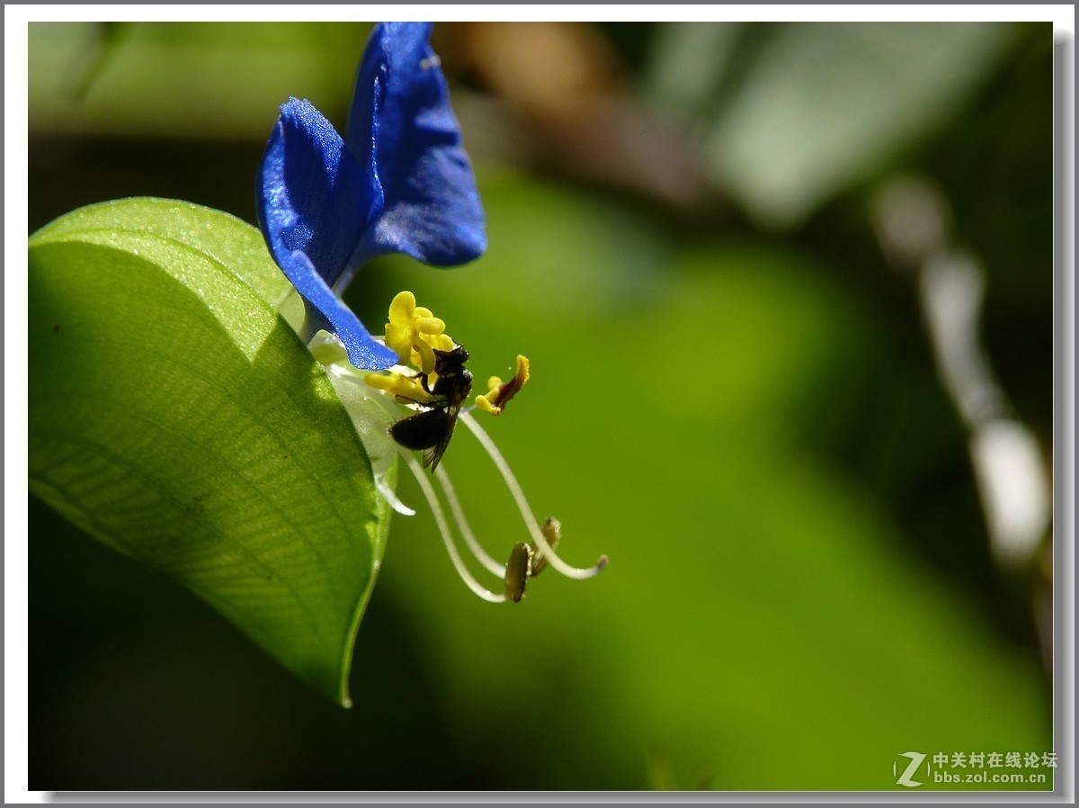 鸭跖草【微距】