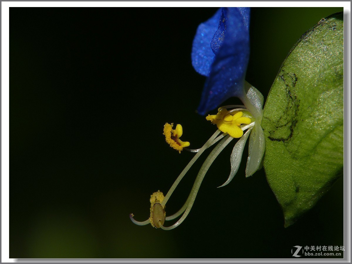 鸭跖草【微距】