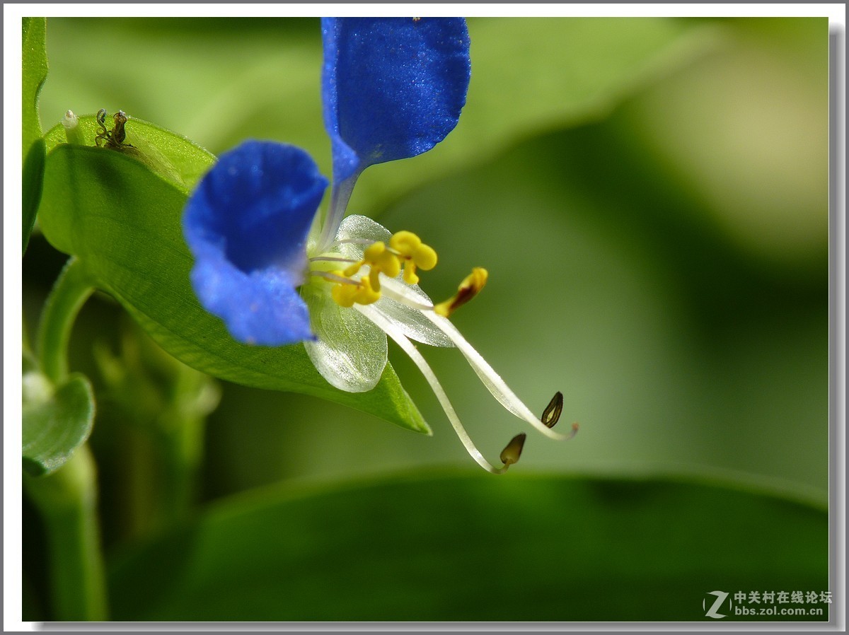 鸭跖草【微距】