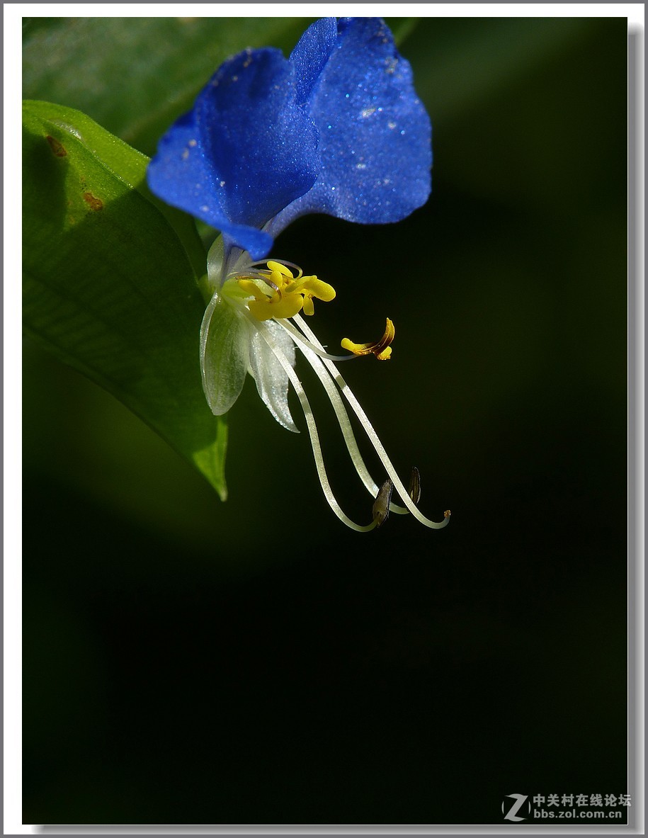 鸭跖草【微距】