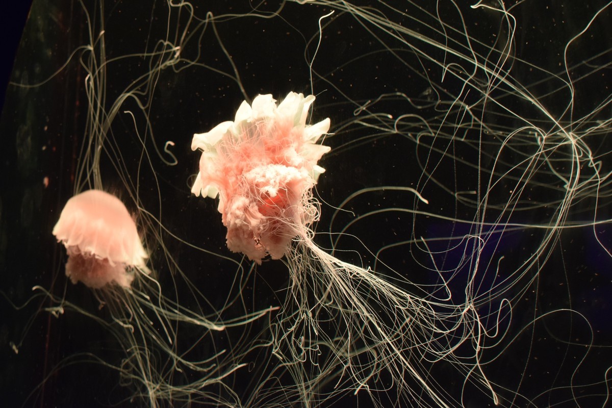 深圳野生动物园水母5连！