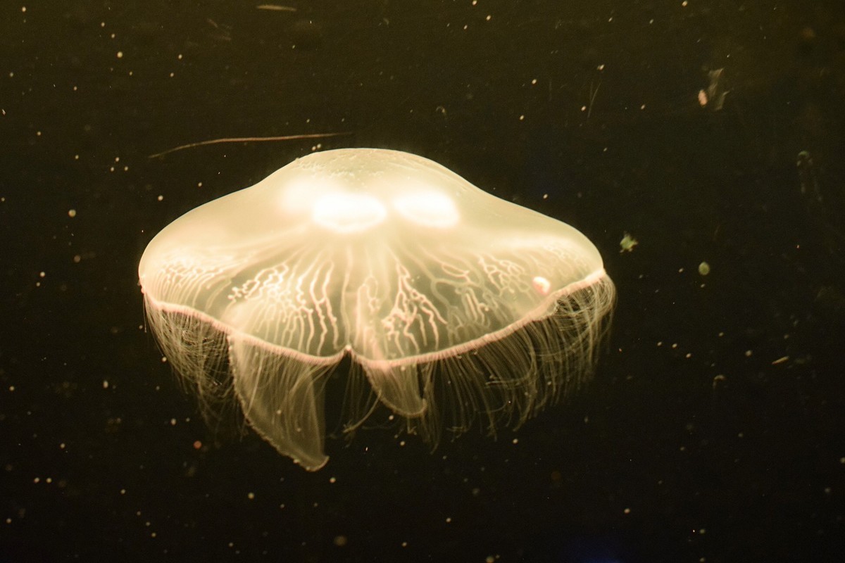 深圳野生动物园水母5连！