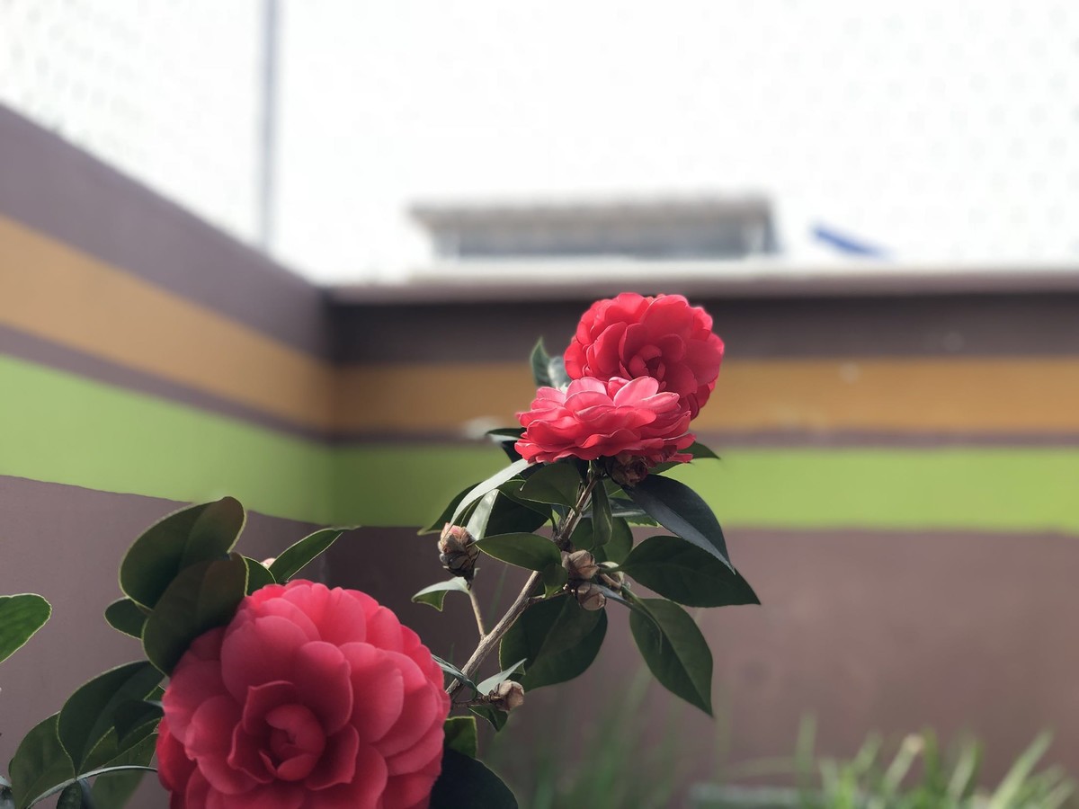 iPhone 8p