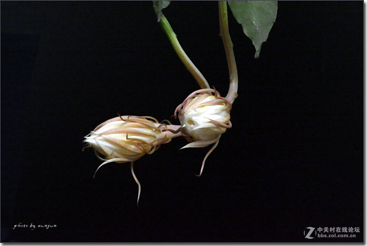 [昙花风采]