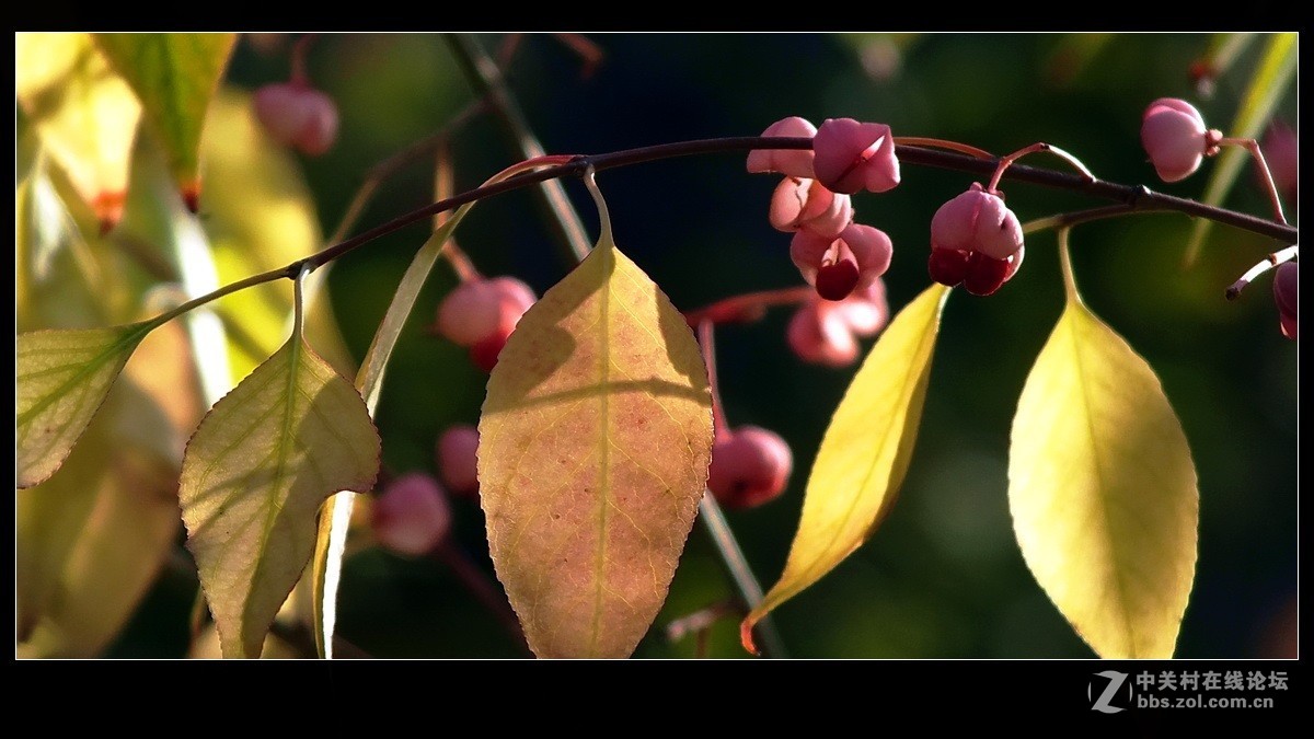 小品《秋实》支持好友独扛大旗！