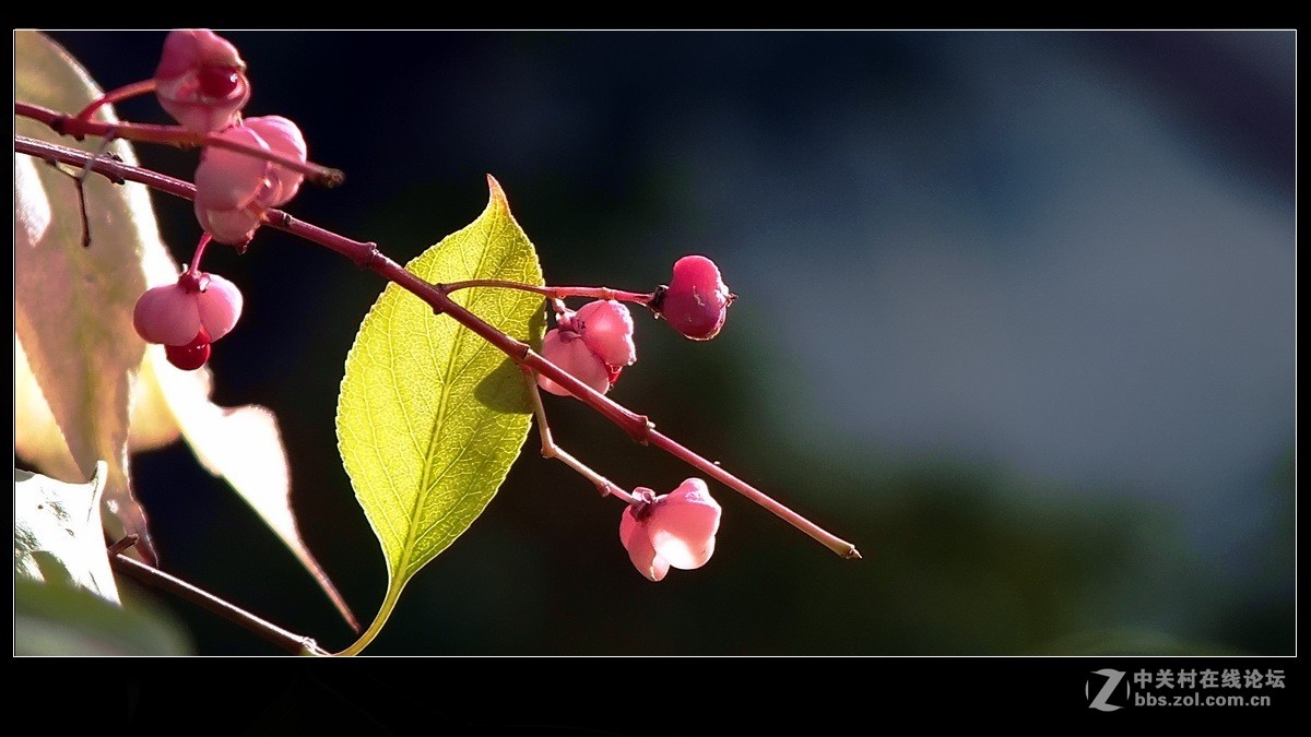 小品《秋实》支持好友独扛大旗！