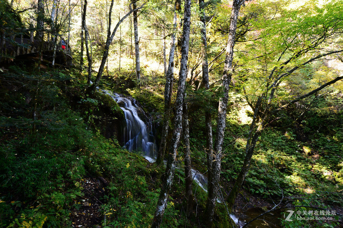 神农架金猴岭小片