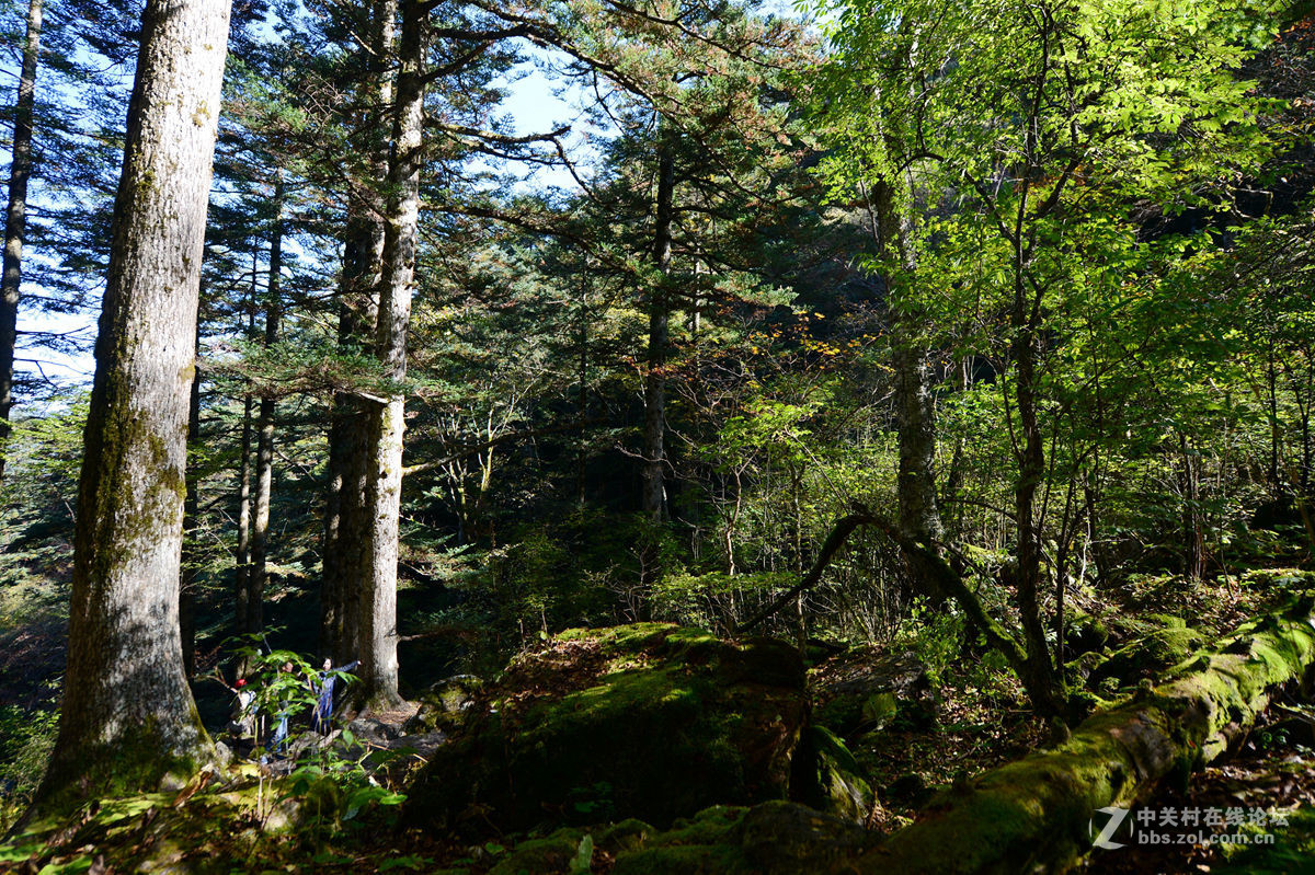 神农架金猴岭小片