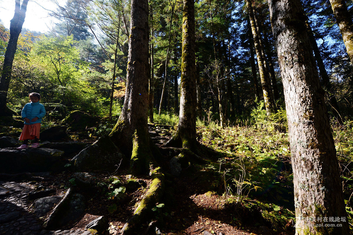 神农架金猴岭小片