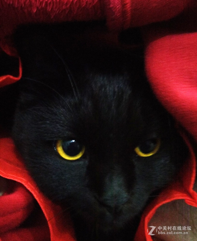 夜晴（手机拍摄）