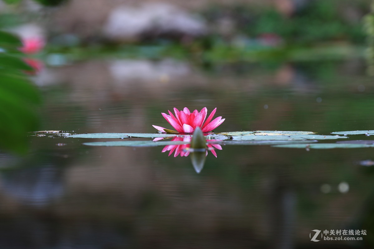 水莲一组dpp稍作调整