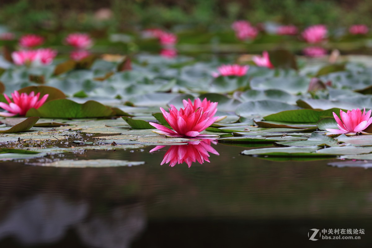 水莲一组dpp稍作调整