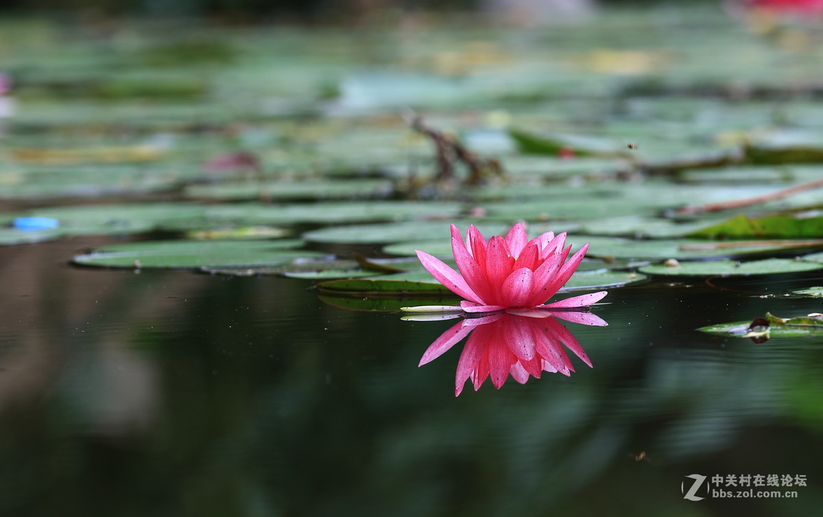 水莲一组dpp稍作调整