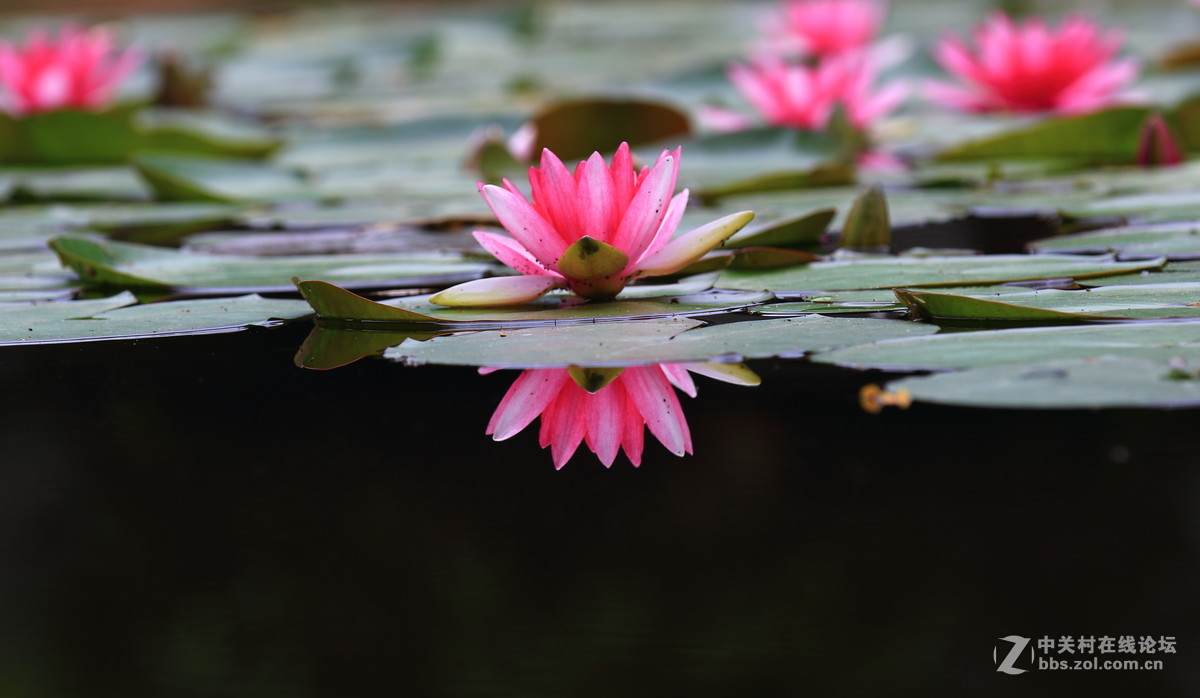 水莲一组dpp稍作调整