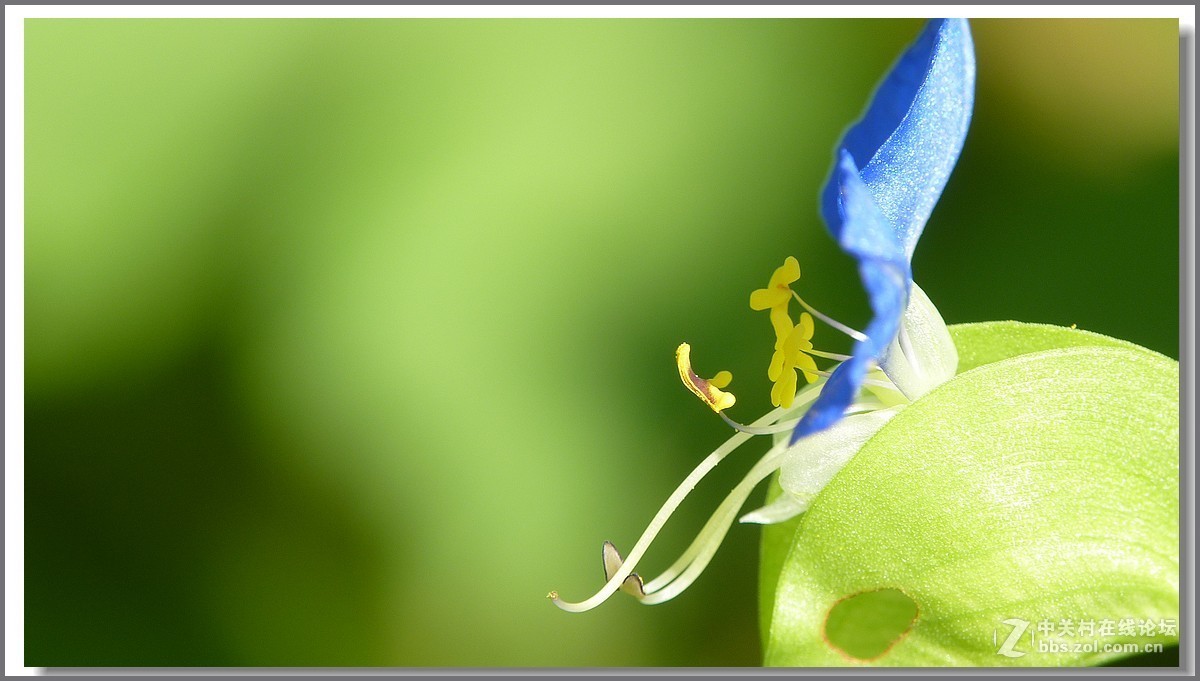 鸭跖草【微距】