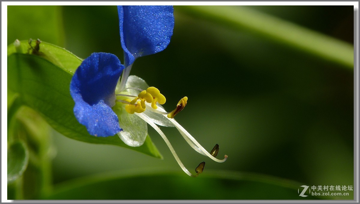 鸭跖草【微距】