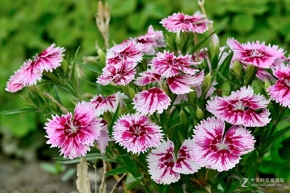 石竹花