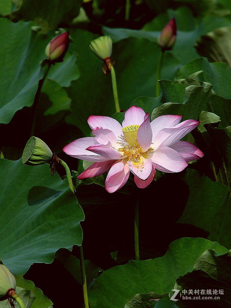 #版主坐堂#2018年8月份《承德》优秀作品选辑