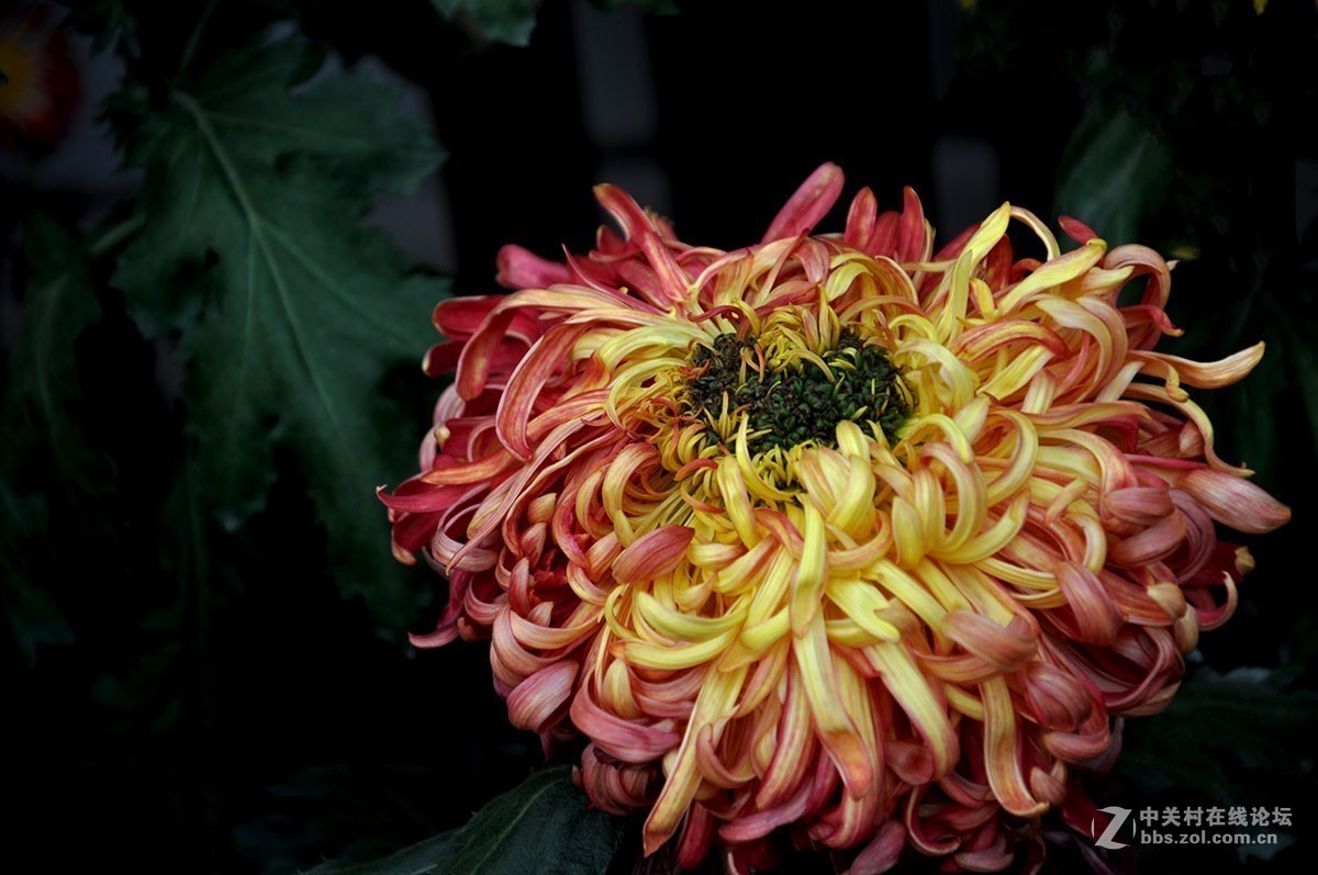 #版主坐堂#2018年8月份《承德》优秀作品选辑