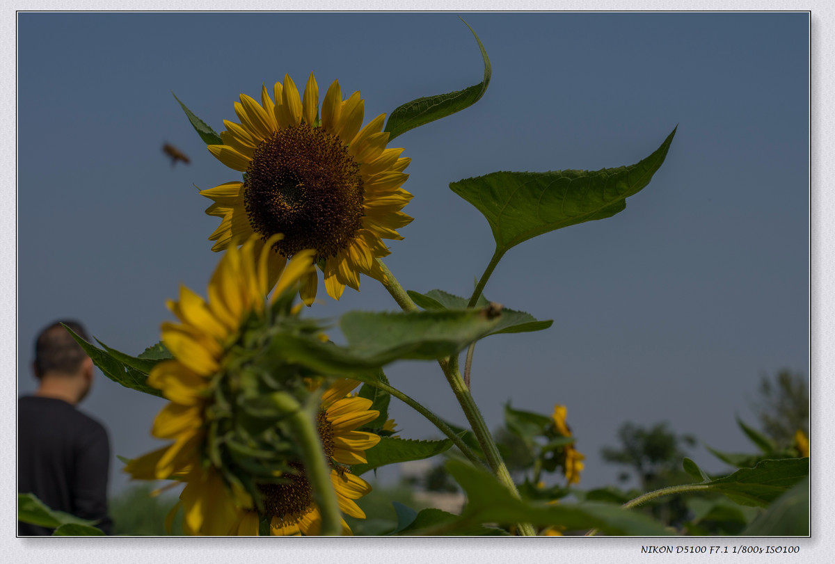 生活追随着光明，穷极一生只望最初的梦想