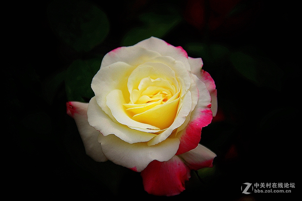 #我的2015摄影总结#---花卉篇