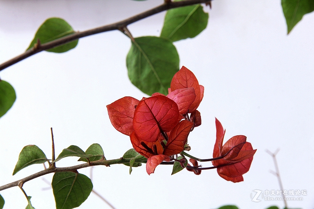 #我的2015摄影总结#---花卉篇
