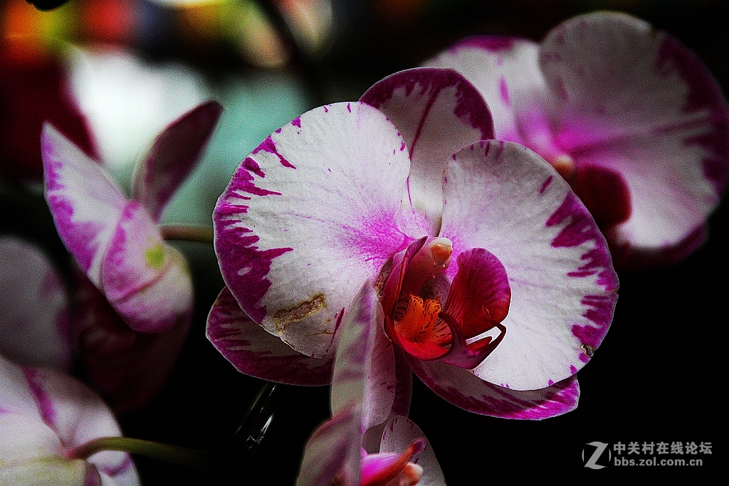 #我的2015摄影总结#---花卉篇