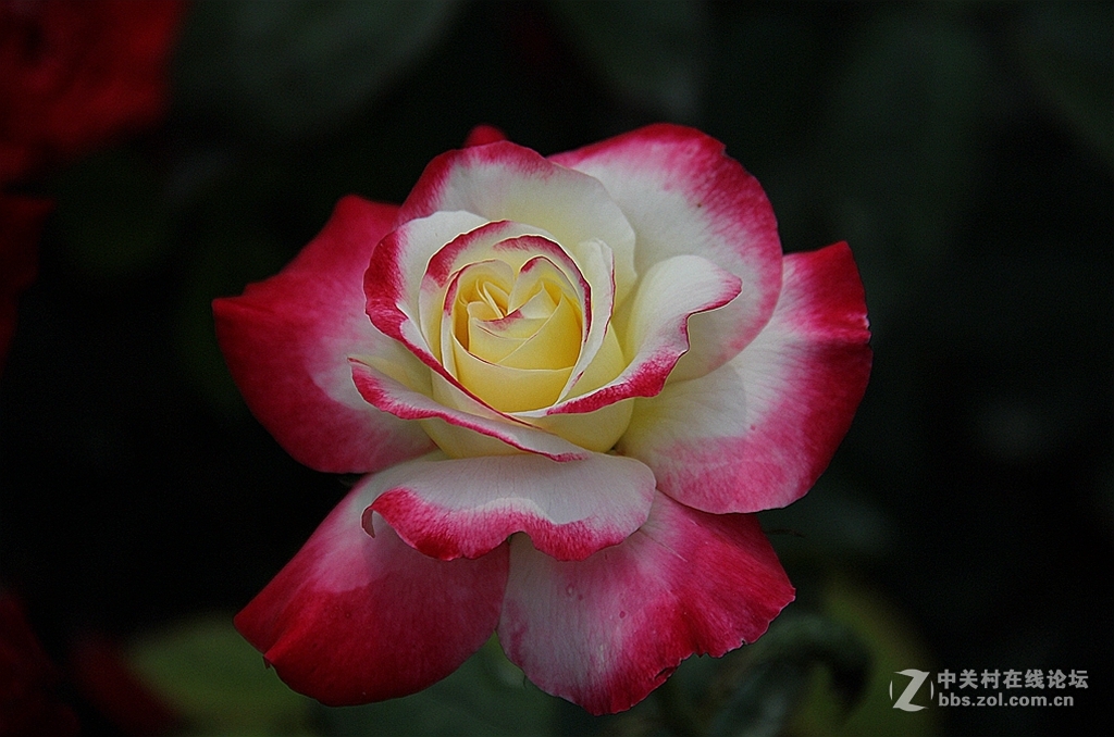 #我的2015摄影总结#---花卉篇