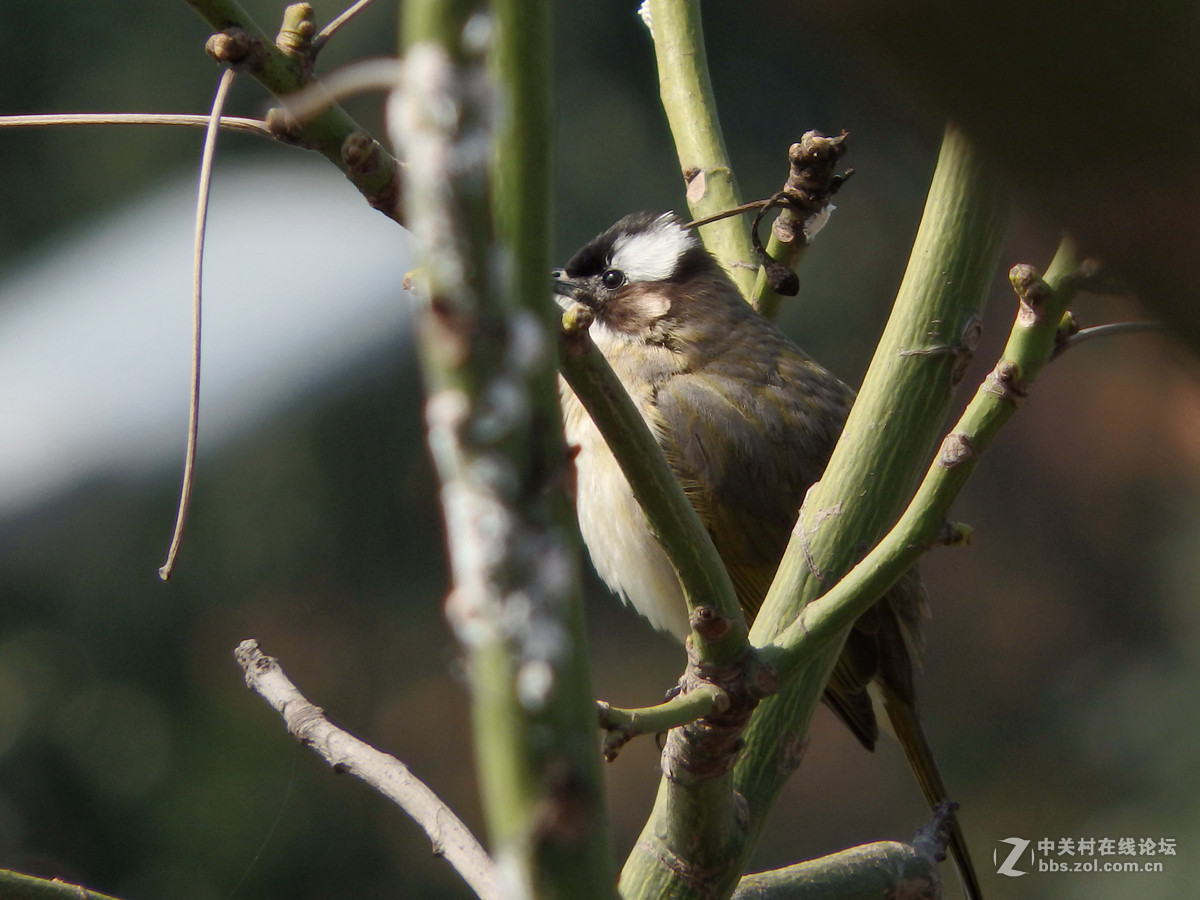 SP-100EE试拍几只小小鸟