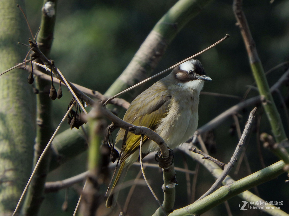 SP-100EE试拍几只小小鸟