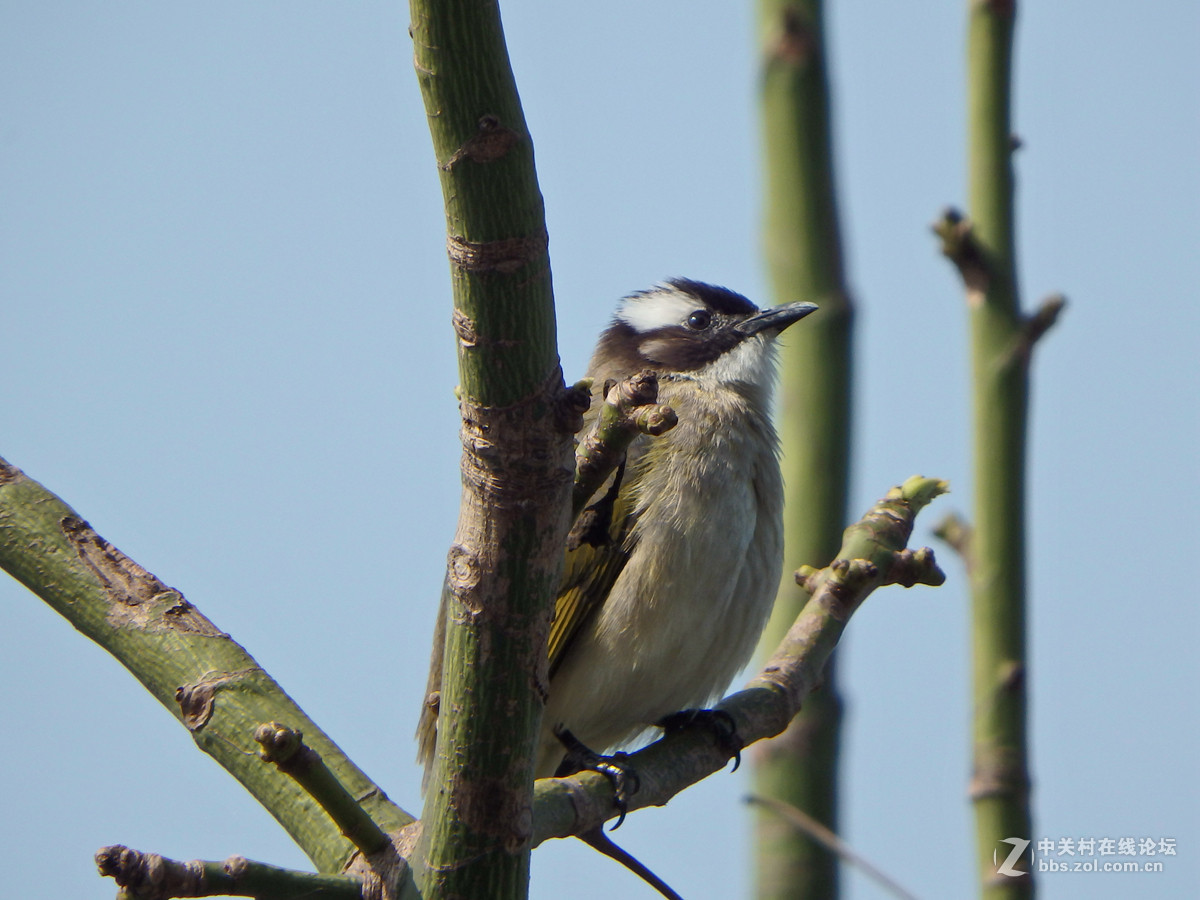 SP-100EE试拍几只小小鸟