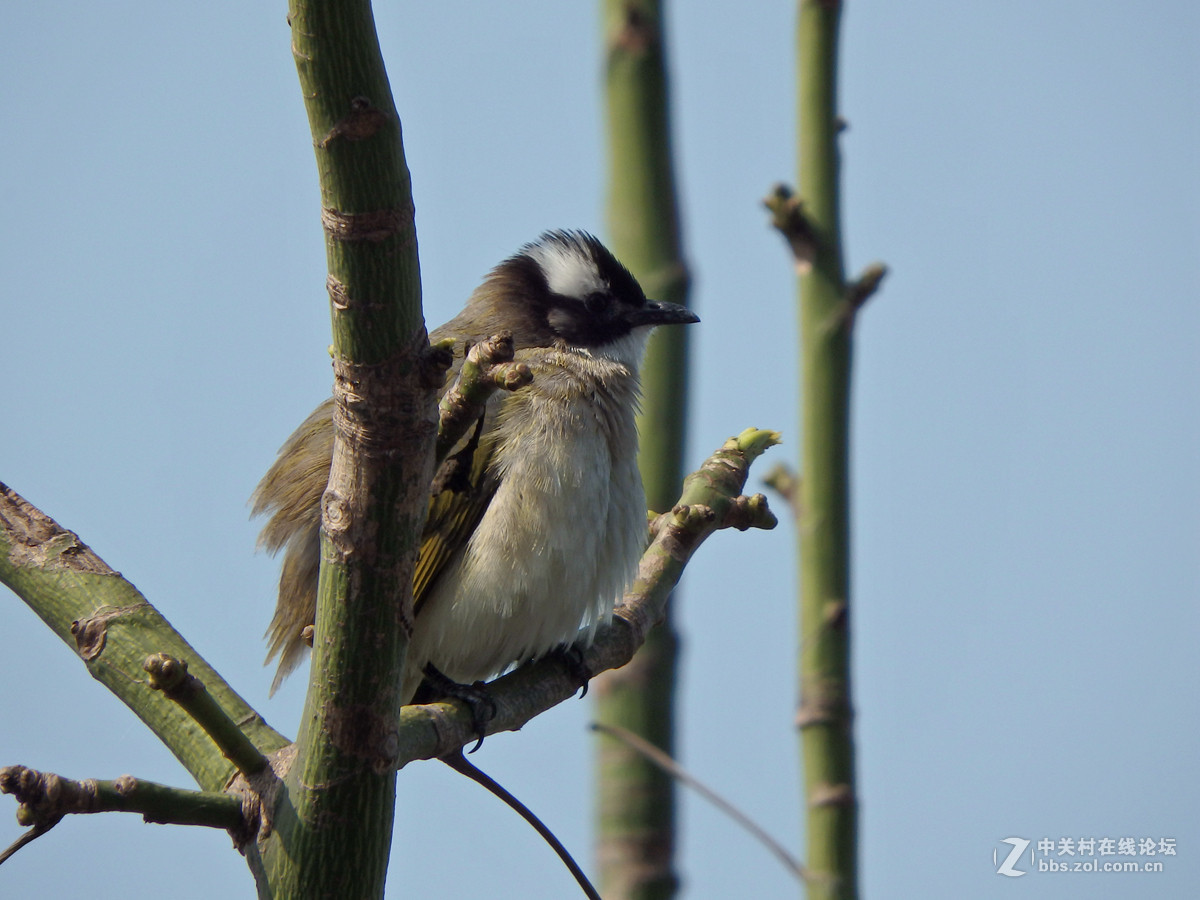 SP-100EE试拍几只小小鸟