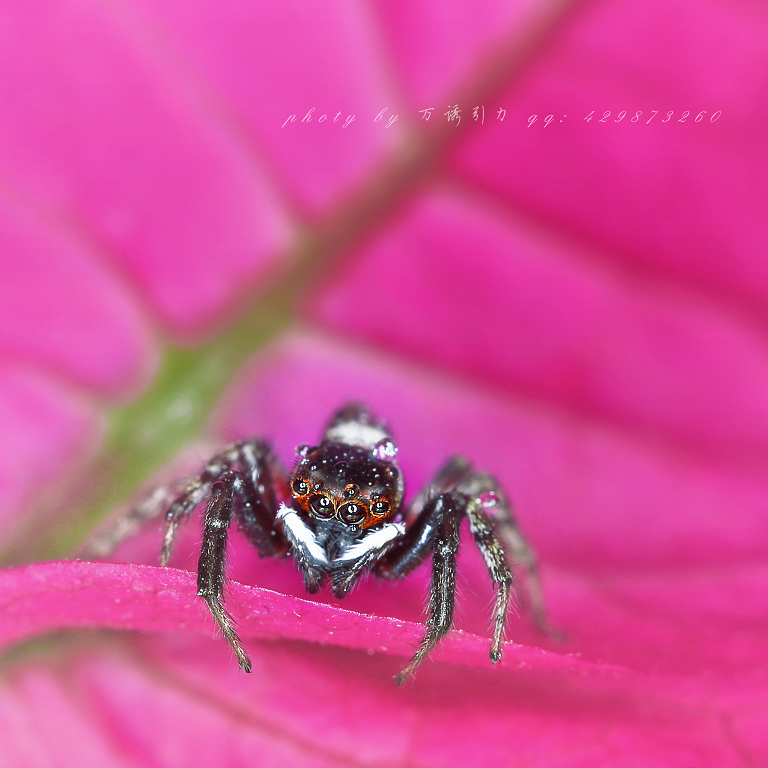 安德逊蝇虎 ii . . . ㊣