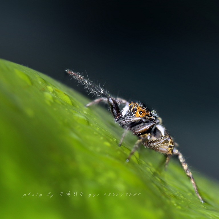 安德逊蝇虎ii㊣