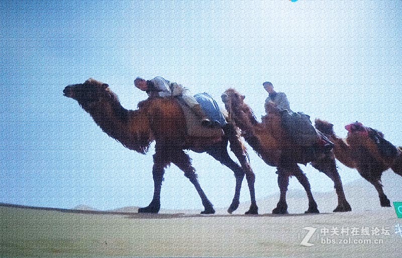 “沙漠之舟”【翻拍】