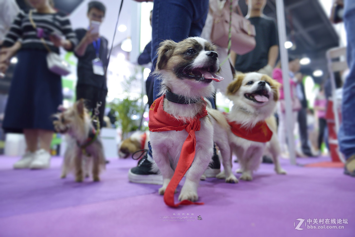 2017广州宠物展---狗狗