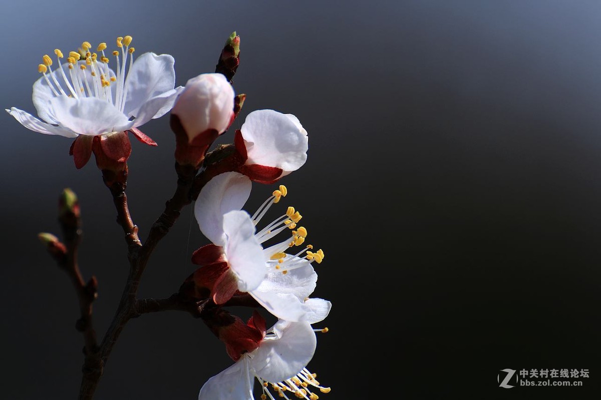 咱这里的杏花儿开的迟