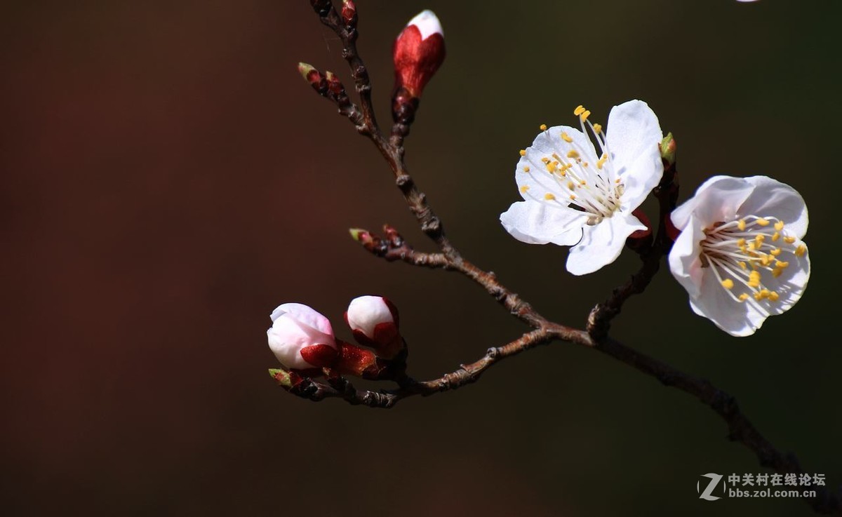 咱这里的杏花儿开的迟