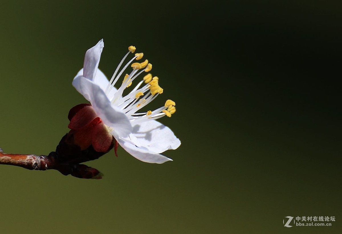 咱这里的杏花儿开的迟