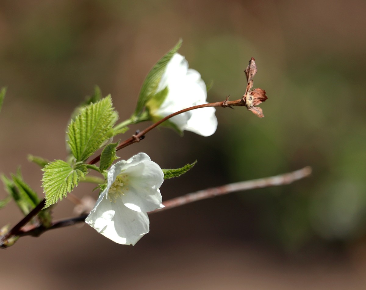 被冻雨摧残过的海棠花