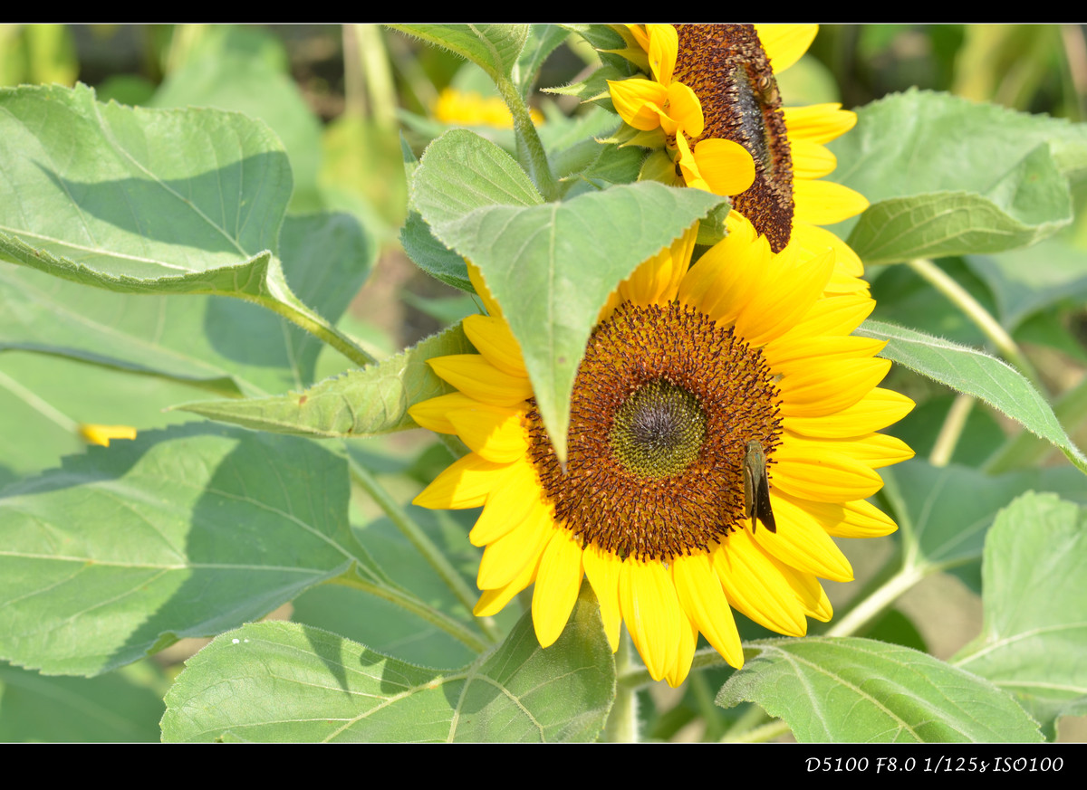生活追随着光明，穷极一生只望最初的梦想