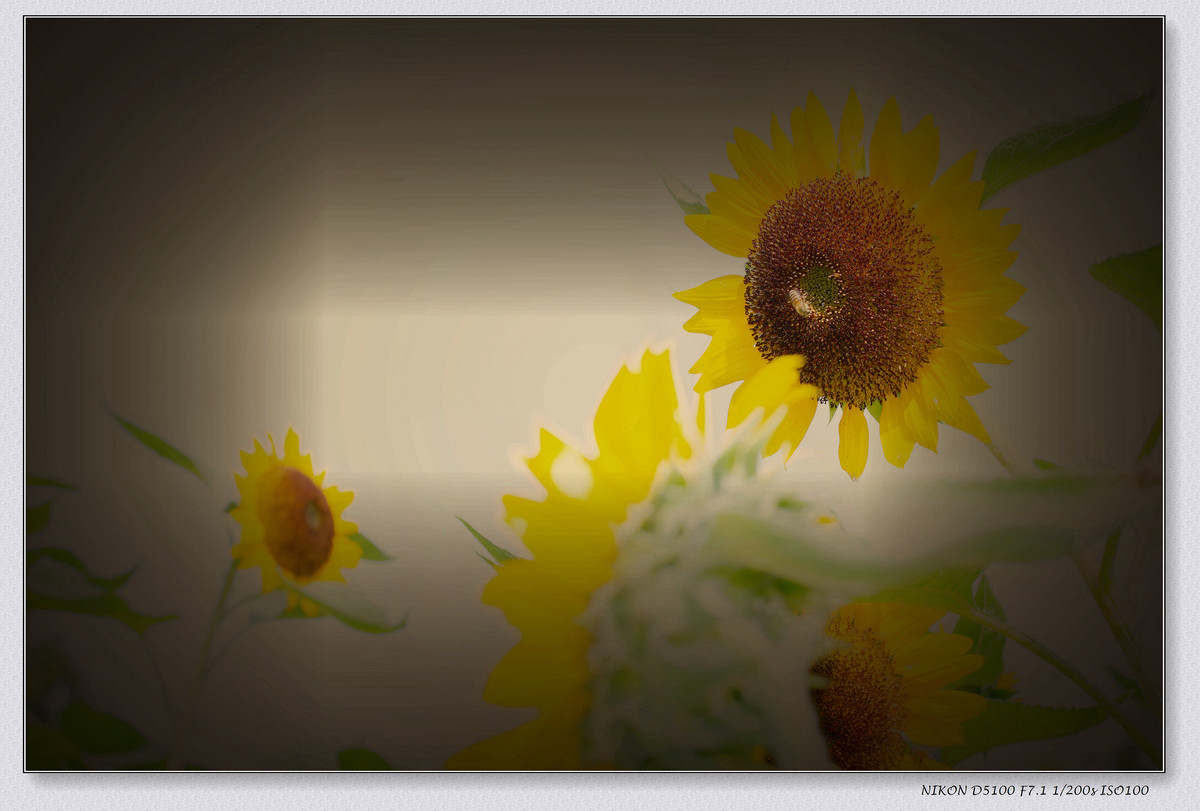 生活追随着光明，穷极一生只望最初的梦想