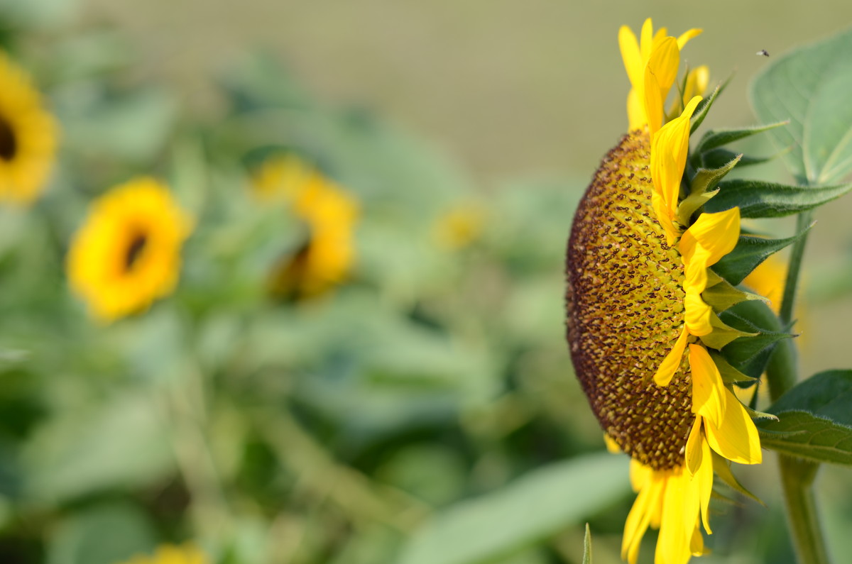 生活追随着光明，穷极一生只望最初的梦想
