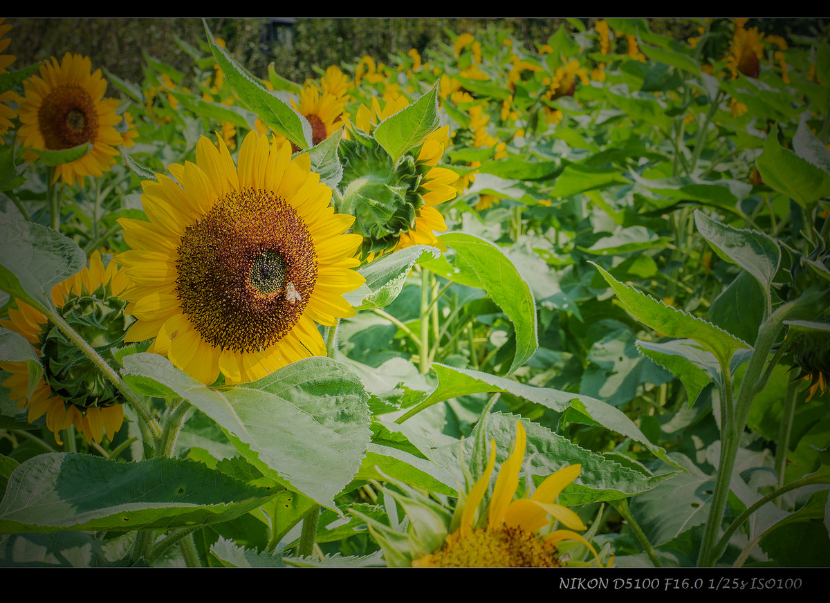 生活追随着光明，穷极一生只望最初的梦想