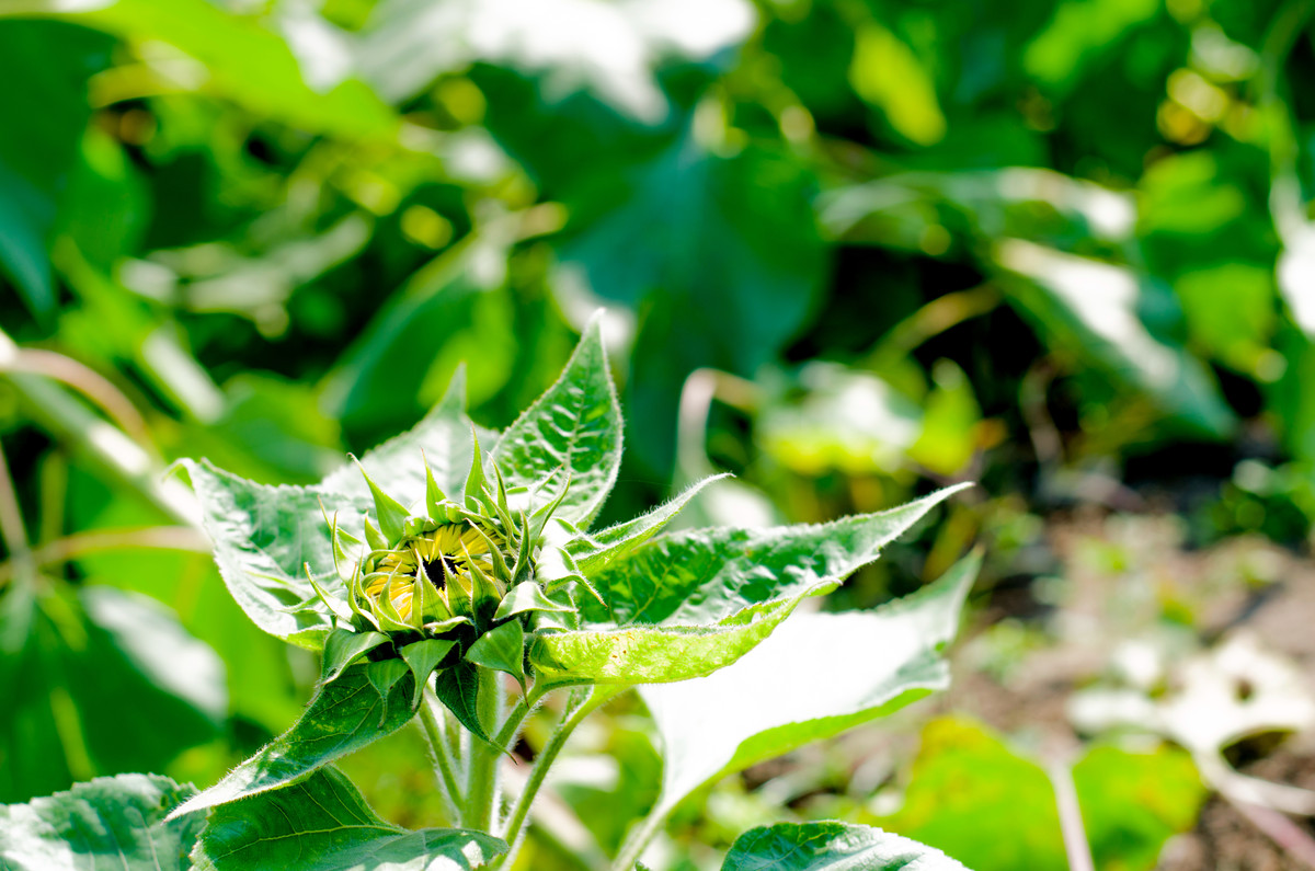 生活追随着光明，穷极一生只望最初的梦想
