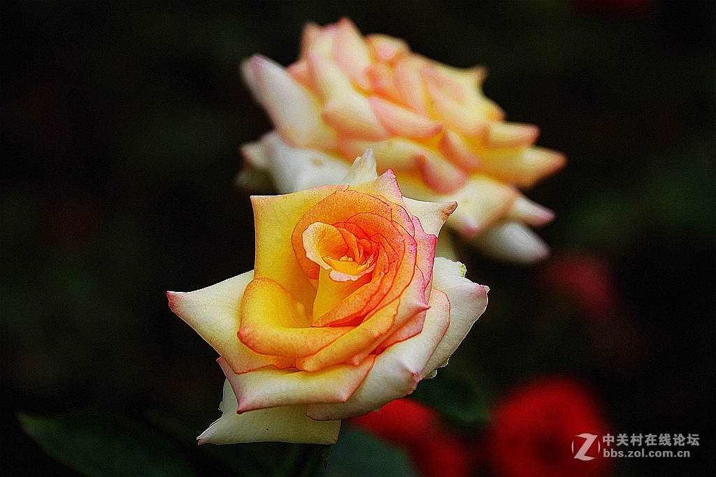#我的2015摄影总结#---花卉篇